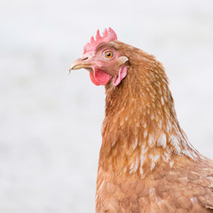 Hen after having digged in the field