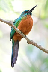  Close up of a beautiful Great Jacamar (Jacamerops aureus)