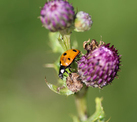 Coccinella septempunctata, the seven-spot ladybird, the most common Ladybug in Europe
