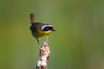 Close up of Common Yellowthroat on cattail