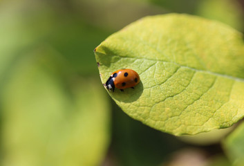 Coccinella septempunctata, the seven-spot ladybird, the most common Ladybug in Europe
