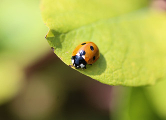 Coccinella septempunctata, the seven-spot ladybird, the most common Ladybug in Europe