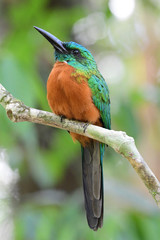  Close up of a beautiful Great Jacamar (Jacamerops aureus)