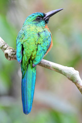  Close up of a beautiful Great Jacamar (Jacamerops aureus)