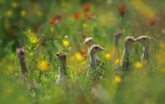 Young Wild Turkey Chicks In Flowers Field