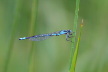 Closeup of Blue Damselfly clinging to a blade of grass against green blurred background