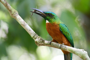  Close up of a beautiful Great Jacamar (Jacamerops aureus)