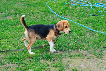 Beagle on a leash in the fresh air