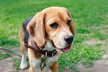 Beagle close-up, portrait of a young dog