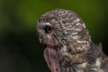 Northern Saw-whet Owl profile closeup portrait