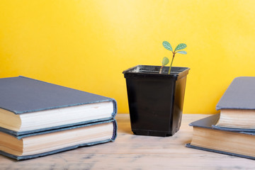 on a yellow background, two stacks of old books with blue bindings and a pot with a houseplant