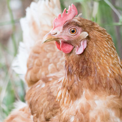 Golden brown hen on a farmyard looking to the side