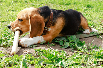 Beagle lying on the grass and nibbles a stick