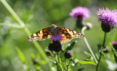 Vanessa cardui a colourful butterfly, known as the painted lady, or cosmopolitan, resting on a thistle flower