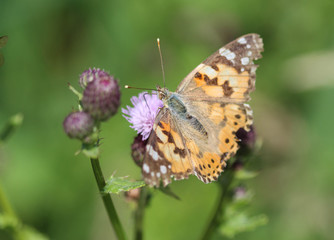 Vanessa cardui a colourful butterfly, known as the painted lady, or cosmopolitan, resting on a thistle flower