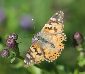Vanessa cardui a colourful butterfly, known as the painted lady, or cosmopolitan, resting on a thistle flower