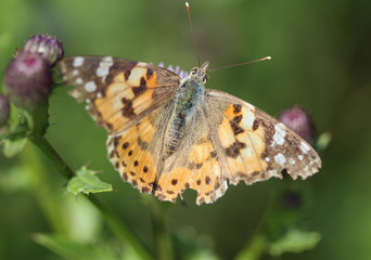Vanessa cardui a colourful butterfly, known as the painted lady, or cosmopolitan, resting on a thistle flower