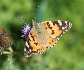 Fototapeta na wymiar Vanessa cardui a colourful butterfly, known as the painted lady, or cosmopolitan, resting on a thistle flower
