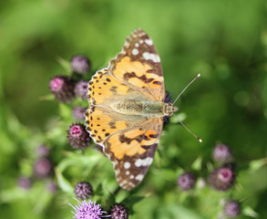 Vanessa cardui a colourful butterfly, known as the painted lady, or cosmopolitan, resting on a thistle flower