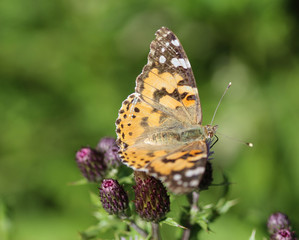Vanessa cardui a colourful butterfly, known as the painted lady, or cosmopolitan, resting on a thistle flower