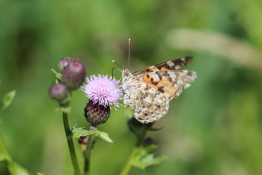Vanessa cardui a colourful butterfly, known as the painted lady, or cosmopolitan, resting on a thistle flower