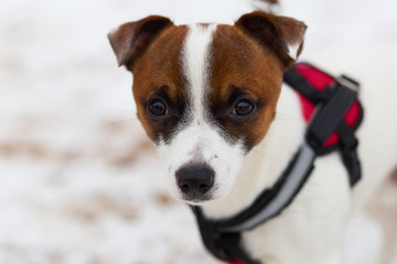dog Jack Russell close-up portrait, beautiful babe