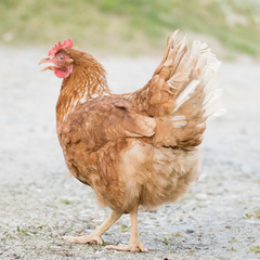 Cackling hen on a farmyard