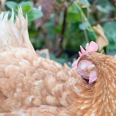 Hen with closed eye is cleaning her feathers