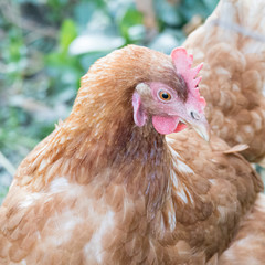 Hen staring to the side