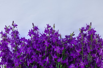 Purple flowers on a blue background. The basis for the postcard.