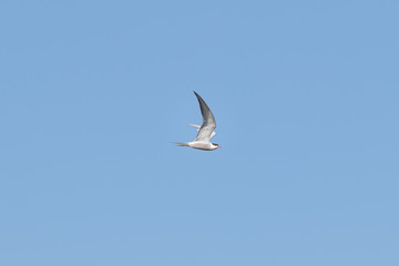 Common tern (Sterna hirundo), Auvergne, France.