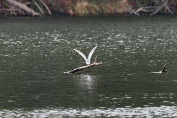 Common tern (Sterna hirundo), Auvergne, France.