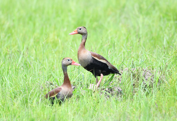 Couple of Black-bellied Whistling-Duck (Dendrocygna autumnalis) in a meadow