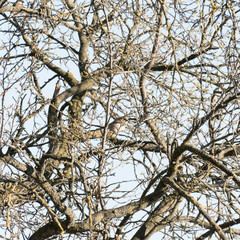Wild bird hiding in the branches of a tree