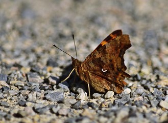 C-Falter (Polygonia c-album)