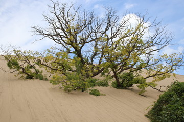 Indiana Dunes National Park-Indiana, USA