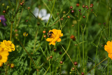 Bee Perched on a Wildflower
