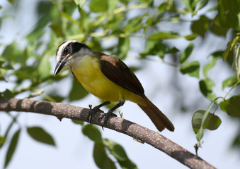 Great Kiskadee (Pitangus sulphuratus) perched on a tree branch