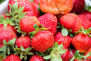 Fresh ripe organic strawberries in a white-blue bucket