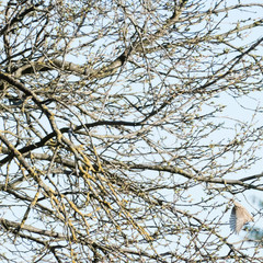 Fototapeta na wymiar Flying wild bird surrounded with branches