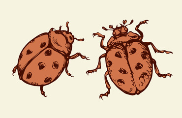 Ladybug. Vector drawing