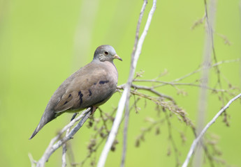 Plain-breasted Ground Dove (Columbina minuta)
