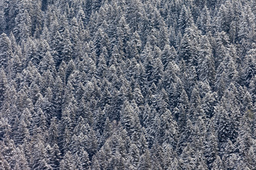 Pine trees covered in fresh powder snow during winter. This forest in the European Alps mainly consists out of pine trees.