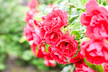 Piękny ogrodowy krzew czerwony róży