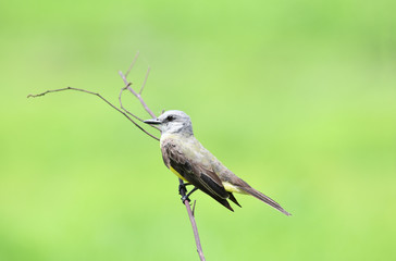 Tropical Kingbird (Tyrannus melancholicus) perched on a branch with a green background