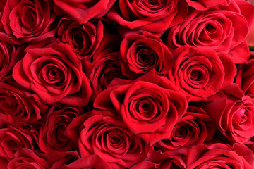 Fototapeta Zbliżenie wiązka czerwonych róż obraz