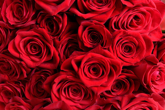 Zbliżenie wiązka czerwonych róż © Bea