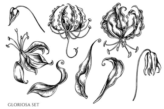 Vector set of hand drawn black and white gloriosa