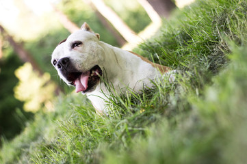 Friendly Dog having a big smile