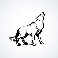 Wolf. Vector drawing